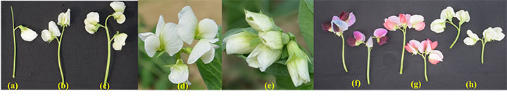 e0701-fig1