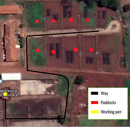 Description of the path taken by animals during the conditioning process. Adapted from Google Earth.