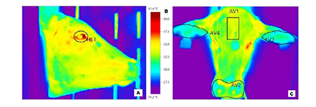Thermography images of Angus × Nellore heifer. (a) Lateral thermography image with demarcation of the orbital region. (b) Referenced thermal scale. (c) Thermography image of the frontal region with demarcation of the forehead (AV1), muzzle (AV2), left ear (AV3), and right ear (AV4).